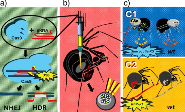Diagram illustrating the process of injecting CRISPR components into a spider to edit genes in its egg cells, leading to modified spiderlings.