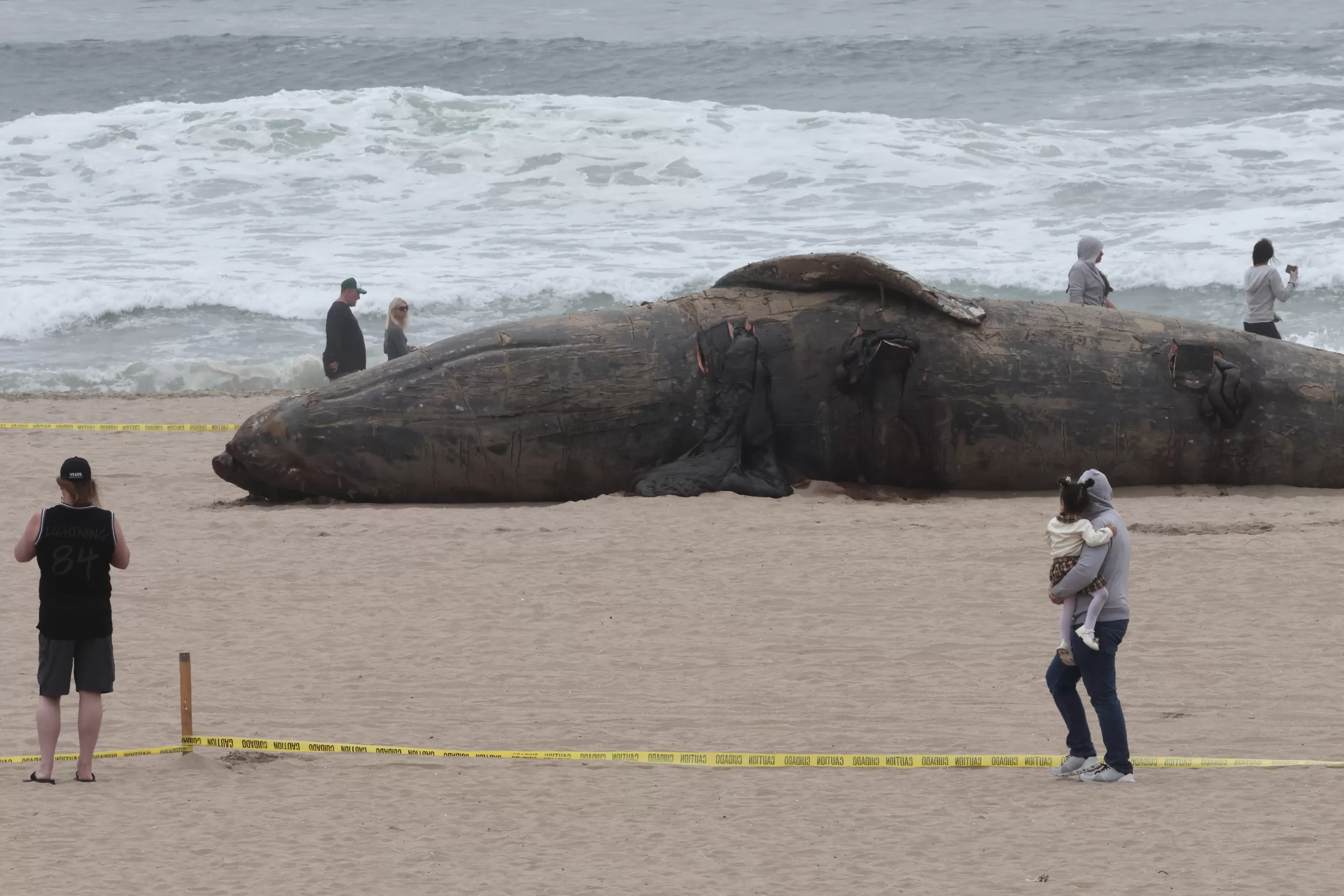 People observing the body of a deceased grey whale washed ashore on Huntington Beach, California.