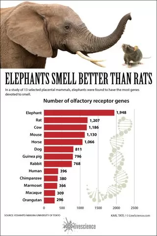 Infographic comparing the number of olfactory receptor genes in various mammals, highlighting elephants.