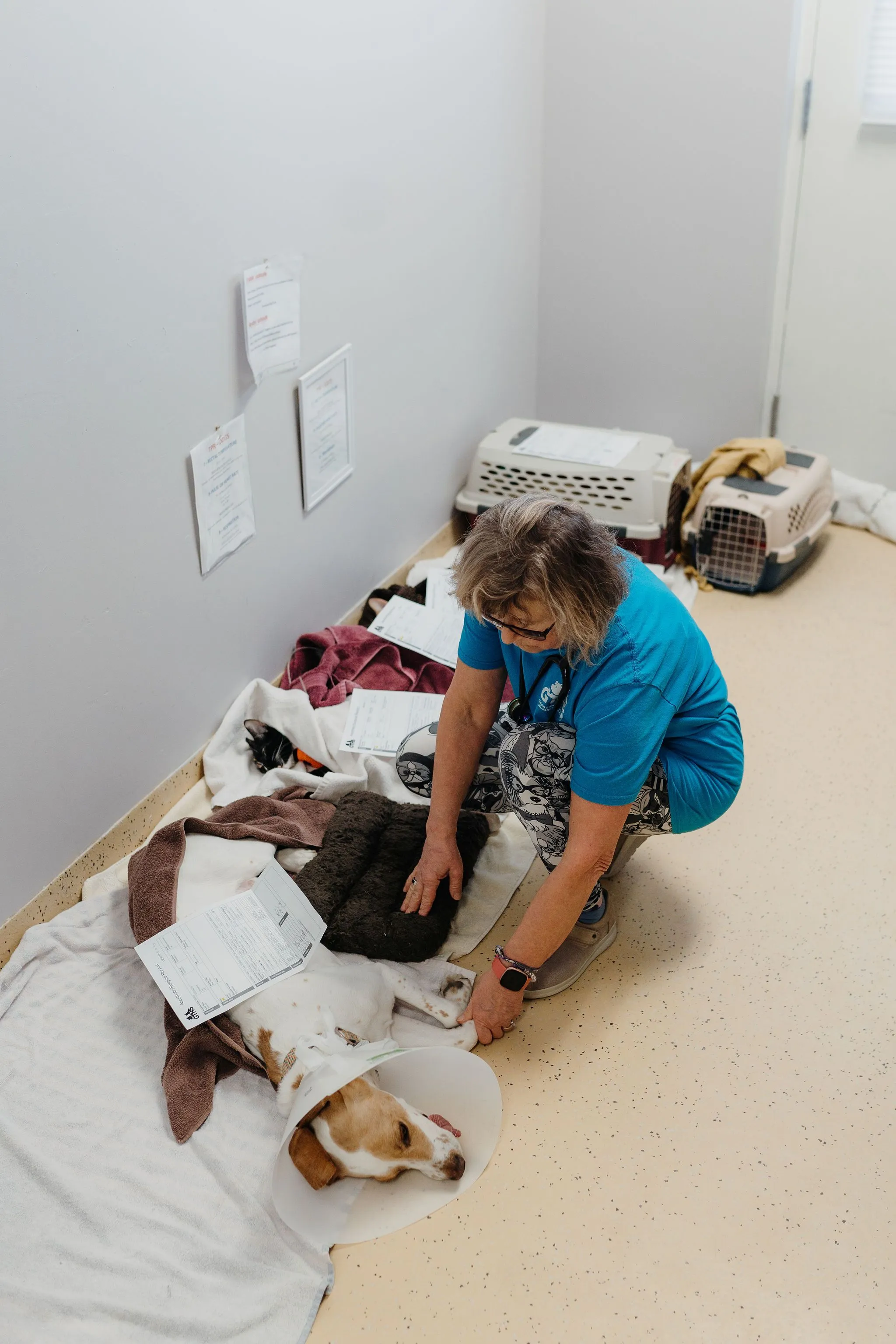 Pets recovering in hallways at Canadian animal shelter due to overcrowding