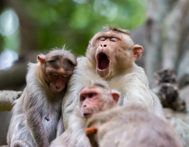 Three Bonnet macaques sitting together, illustrating a primate species with large testicles and promiscuous mating habits