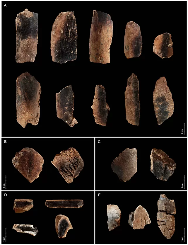 Ancient burnt animal bones found at an archaeological site, potential evidence of early human fire use.