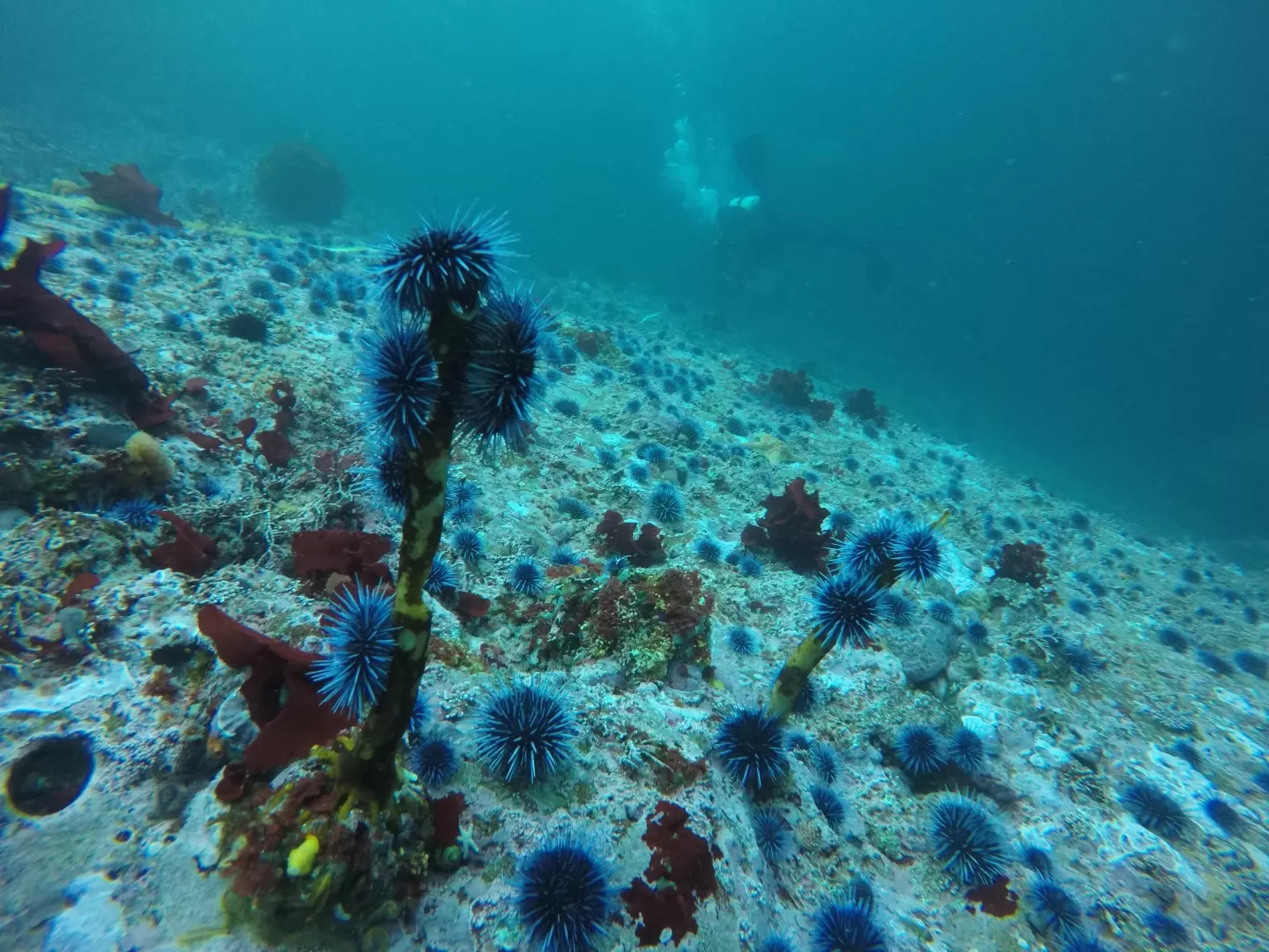 Dense sea urchin population actively consuming attached kelp, illustrating ecosystem overgrazing.