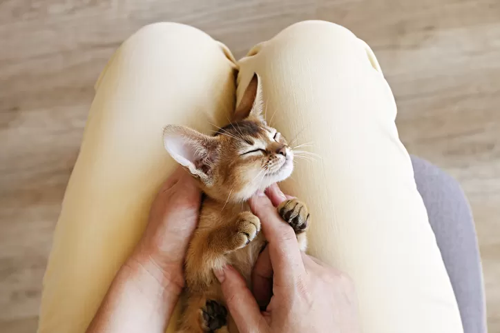 Orange kitten looking up while being gently scratched on the chin