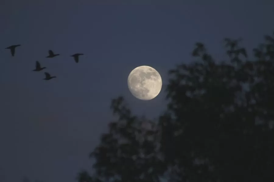 A full moon shines brightly in the night sky next to silhouetted trees and flying geese, illustrating a common view of our satellite.