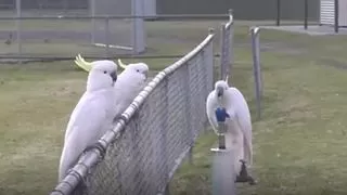 A still from a video of a cockatoo drinking from a water fountain at a park while two other cockatoos wait on a fence