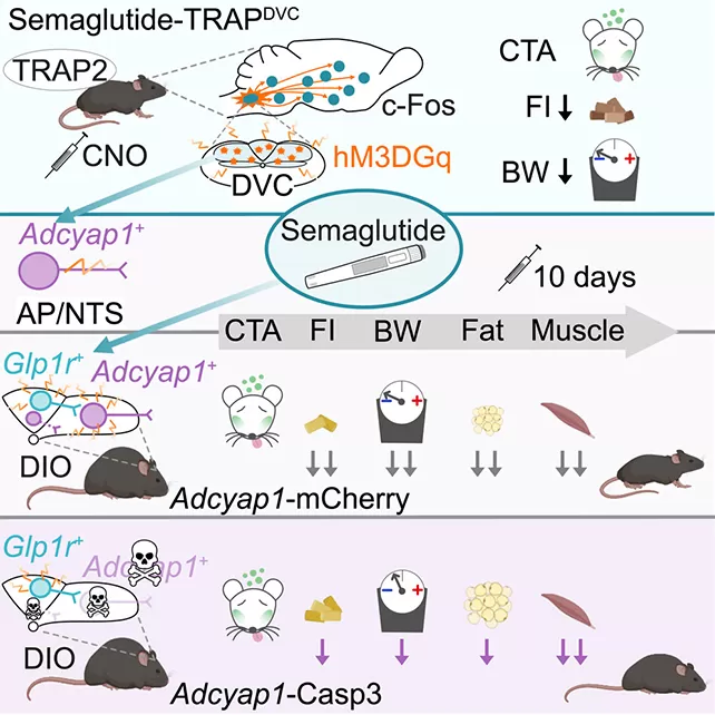 Mice in lab setting