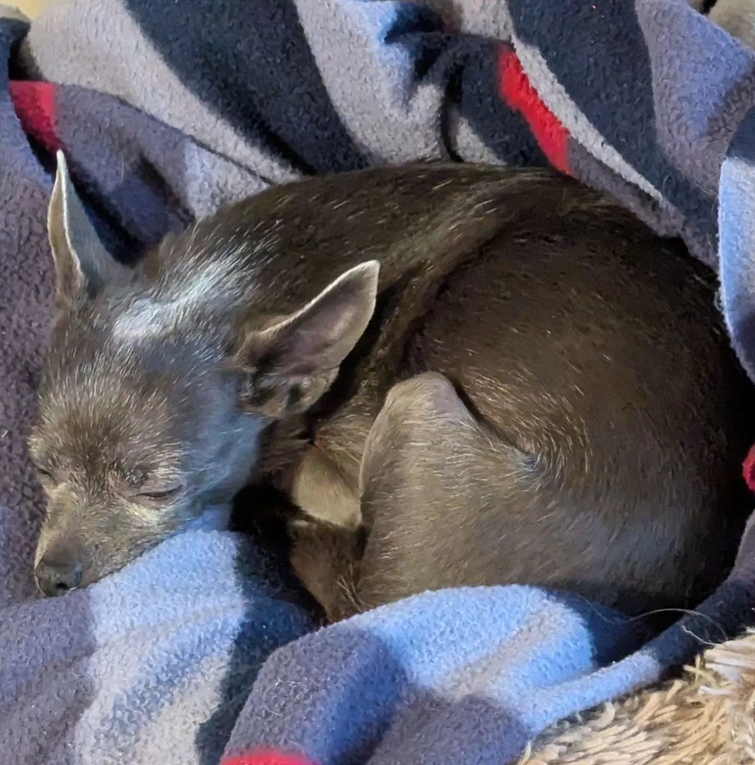 Small elderly chihuahua named Olive sleeping peacefully on blankets, symbolizing calm and security achieved through sound long-term investing strategies.