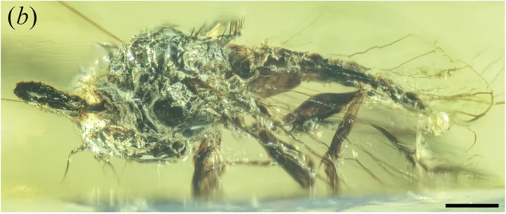 Ancient fly fossil trapped in amber with parasitic fungus fruiting body growing from its head