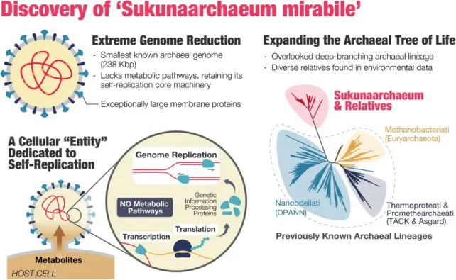 Properties of Sukunaarchaeum mirabile, a cell with virus-like metabolic dependence on its host