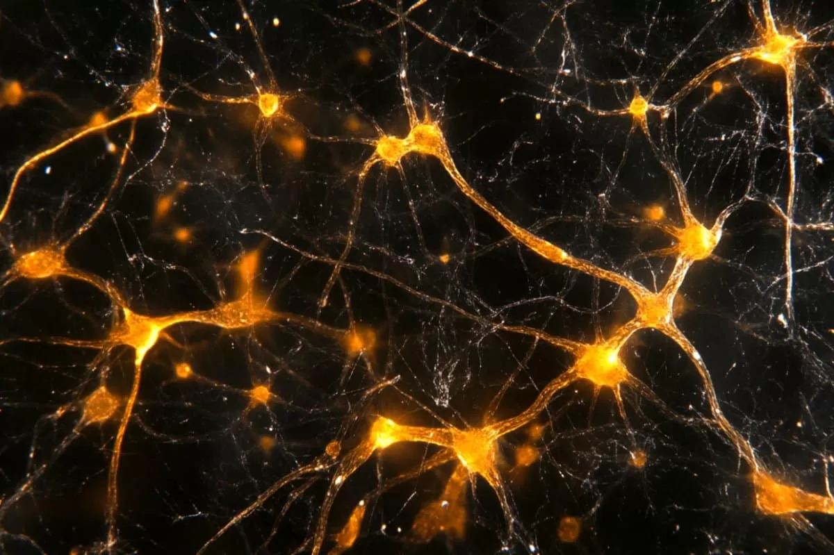 Detailed view of brain synapses showing complex connections, illustrating how different signaling pathways might be organized for learning and stability.
