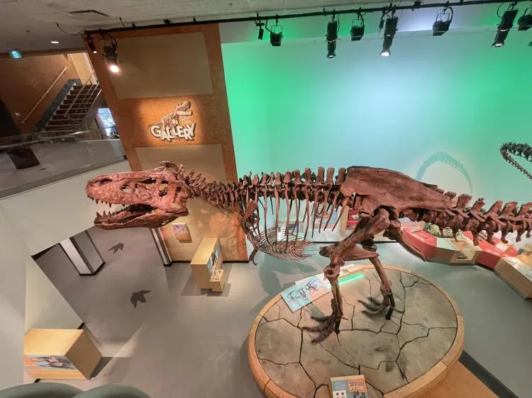 A large Tyrannosaurus rex skeleton on display in a museum hall, with a person standing nearby for scale.