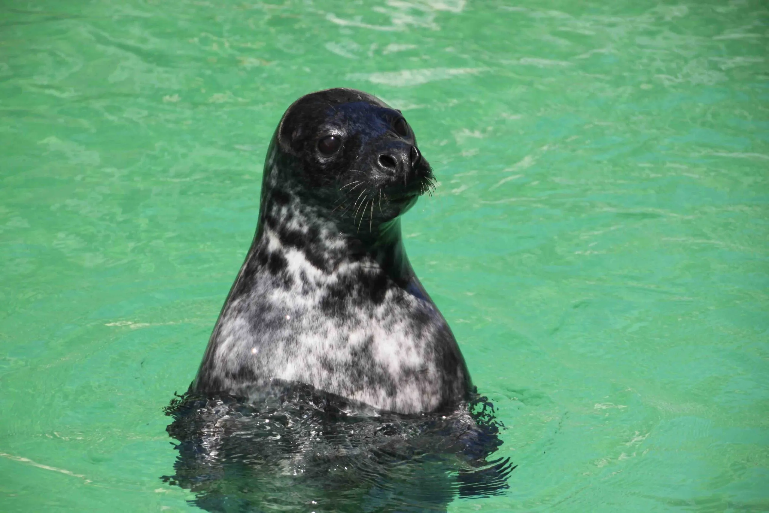 A grey seal, one of the individuals likely studied at St Andrews University to understand its unique diving physiology and breathing control.